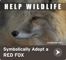 Help Wildlife. Symbolically adopt a red fox today!